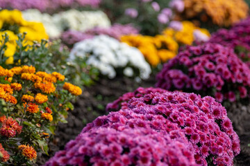 Bright flowers of multi-colored chrysanthemums in the park on a sunny autumn day.