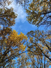 trees in the autumn
