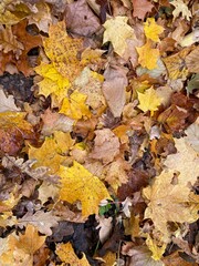 autumn leaves in the park