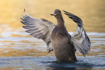 Mallard duck
