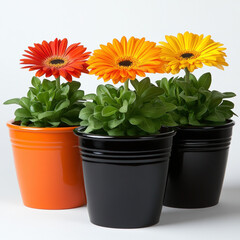 Fototapeta premium Flower Display Isolated