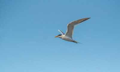 Airborne Elegance: Elegant Tern Birds Soaring Across the Blue Sky