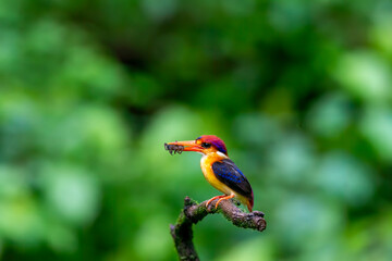 An Oriental dwarf kingfisher perched on top of a tree branch in the deep jungles on the outskirts of Panvel, Maharastra on a rainy monsoon day