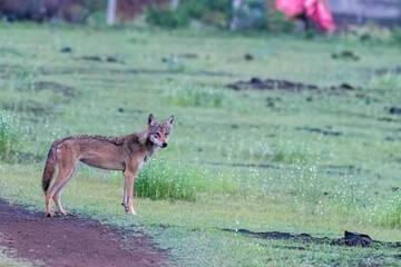 A group of wolfs walking in the grasslands of Bhigwan bird sanctuary, Maharashtra 