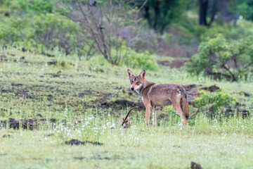 A group of wolfs walking in the grasslands of Bhigwan bird sanctuary, Maharashtra 