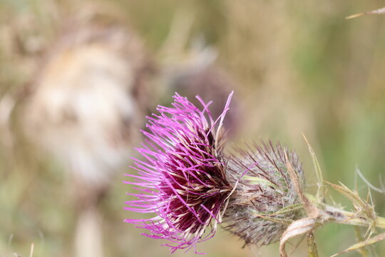 un chardon en fleur 