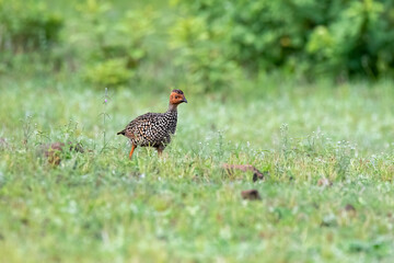Fototapeta premium A painted francolin running in the grasslands of Bhigwan in Maharastra