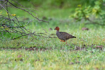 A painted francolin running in the grasslands of Bhigwan in Maharastra