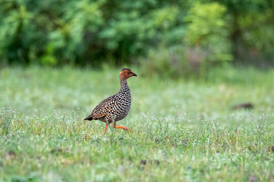 A painted francolin running in the grasslands of Bhigwan in Maharastra