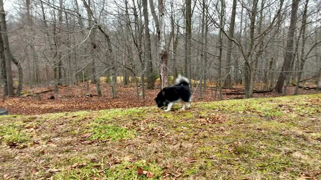 A Pomsky Dog Playing at the Backyard