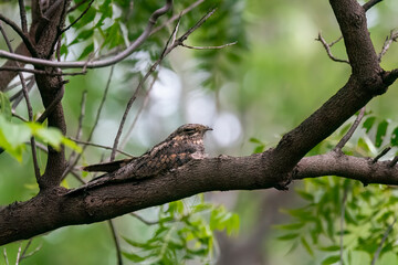 A jungle nightjar resting on a tree branch on the outskirts of Bhigwan, Maharstra