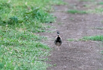 A rain quail singing  and feeding in the grasslands of Bhigwan on the outskirts of Pune, Maharastra