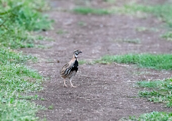 A rain quail singing  and feeding in the grasslands of Bhigwan on the outskirts of Pune, Maharastra