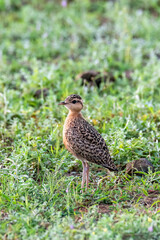 An Indian courser perched on the ground in the grasslands in Bhigwan, Maharastra