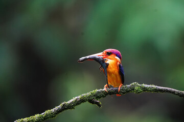 An Oriental dwarf kingfisher perched on top of a tree branch in the deep jungles on the outskirts of Panvel, Maharastra on a rainy monsoon day