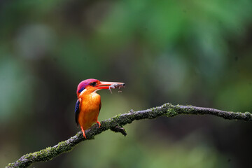 An Oriental dwarf kingfisher perched on top of a tree branch in the deep jungles on the outskirts of Panvel, Maharastra on a rainy monsoon day