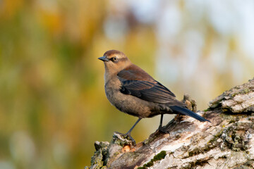 Rusty Blackbird 06