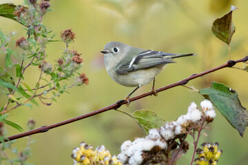 Obraz premium Ruby-Crowned Kinglet 04