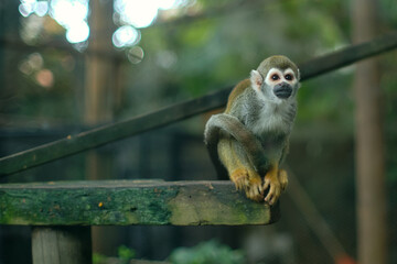 Squirrell Monkey perched on a wooden structure, colombia