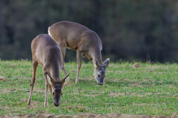 Roe deer are grazing on the freshly sprouted crops in the middle of the forest.