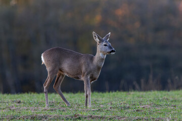 Roe deer are grazing on the freshly sprouted crops in the middle of the forest.