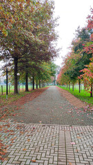 fiery red leaves in autumn