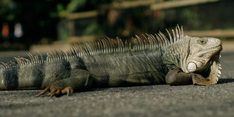 green iguana crossing the street in Medellin, Colombia