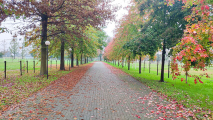 Fototapeta premium fiery red leaves in autumn