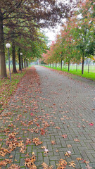 fiery red leaves in autumn