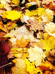 autumn leaves background