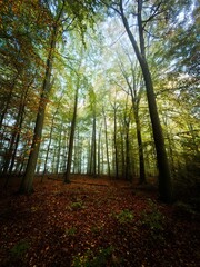 Obraz premium autumn in the forest