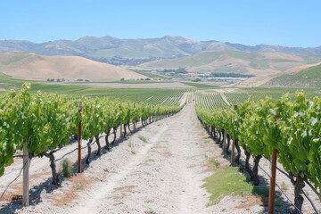 Fototapeta premium A tranquil vineyard with rows of grapevines stretching into the distance.