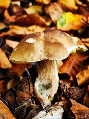 boletus edulis mushroom