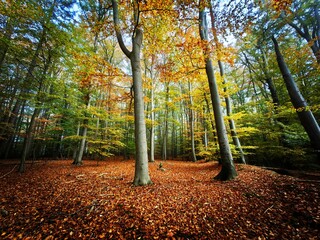 autumn in the park