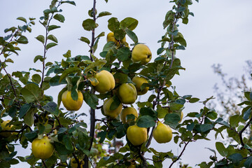 Beautiful autumn apples on the tree