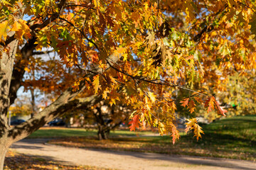 Obraz premium Vibrant Autumn Foliage Showcased Beautifully in a Scenic Park and Natural Setting