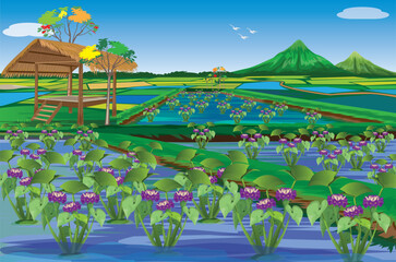 Naklejka premium Water hyacinth has purple flowers in paddy field vector design