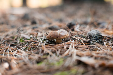 Mushrooms in the forest.
