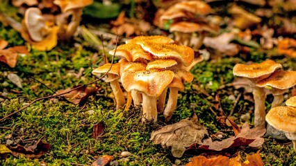 Herbst Blatt Pilz, Autumn Leaf Mushroom