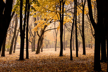 Obraz premium Autumn forest. Forest pathway through the autumn forest.