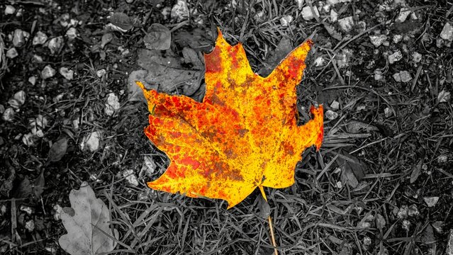 Herbst Blatt Autumn Leaf Fall