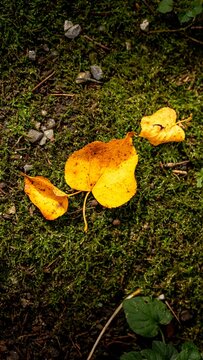 Herbst Blatt Autumn Leaf Fall