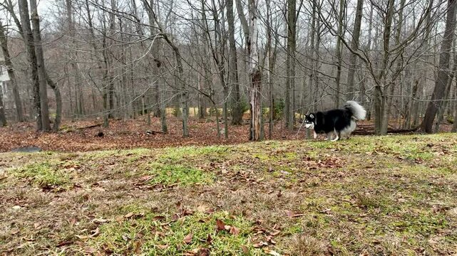 Pomsky Dog in a Backyard Next to the Forest.