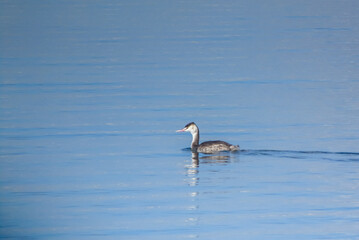 Aquatic Elegance: Great Crested Grebe Birds Gliding Over the Water