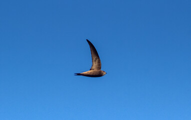 Common swifts soaring in the blue sky