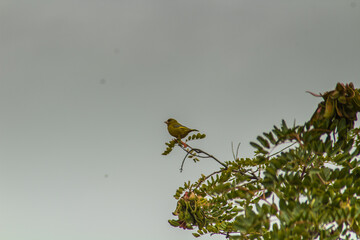 Tree-top Visitors: European Greenfinch Birds Perched Among Trees
