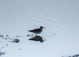 Water's Edge Wanderers: Green Sandpiper Birds Soaring Above Aquatic Expanse