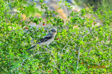 Silent Predators: Iberian Grey Shrike Birds Roaming Above Verdant Canopy