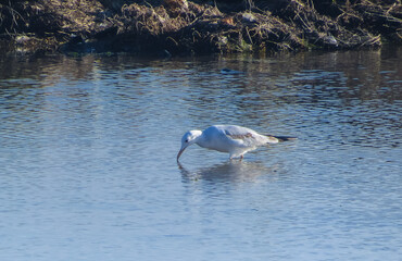 Coastal Gliders: Slender-billed Gull Birds Soaring Above Aquatic Expanse