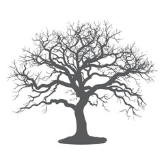 Fototapeta premium Detailed tree silhouette Isolated on a white background